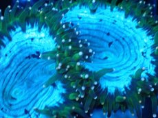 画像2: 【サンゴまとめ買い割り引き対象商品30周年セール】 【サンゴ】【通販】トランペットコーラル（イエローチップ）SMサイズ（個体販売）No.9（生体）（サンゴ） (2)