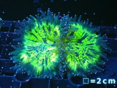 画像1: 【サンゴまとめ買い割り引き対象商品30周年セール】 【サンゴ】【通販】トランペットコーラル（メタリックグリーン/ブルーチップ）SMサイズ（個体販売）No.10（生体）（サンゴ） (1)