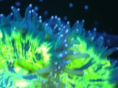 画像2: 【サンゴまとめ買い割り引き対象商品30周年セール】 【サンゴ】【通販】トランペットコーラル（メタリックグリーン/ブルーチップ）SMサイズ（個体販売）No.10（生体）（サンゴ） (2)