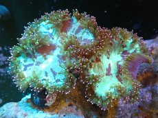 画像1: 【サンゴまとめ買い割り引き対象商品30周年セール】 【サンゴ】【通販】トランペットコーラル（メタリックグリーン/ピンクチップ）MLサイズ（個体販売）（±13-15cm)No.11（生体）（サンゴ） (1)