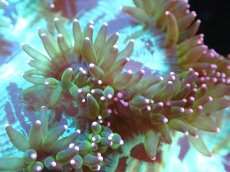 画像2: 【サンゴまとめ買い割り引き対象商品30周年セール】 【サンゴ】【通販】トランペットコーラル（メタリックグリーン/ピンクチップ）MLサイズ（個体販売）（±13-15cm)No.11（生体）（サンゴ） (2)