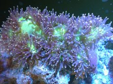 画像1: 【サンゴまとめ買い割り引き対象商品30周年セール】 【サンゴ】【通販】トランペットコーラル（メタリックグリーン/イエローチップ）Mサイズ（個体販売）（±16-18cm)No.12（生体）（サンゴ） (1)