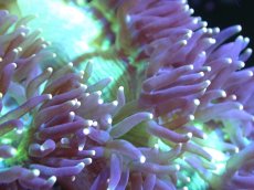 画像2: 【サンゴまとめ買い割り引き対象商品30周年セール】 【サンゴ】【通販】トランペットコーラル（メタリックグリーン/イエローチップ）Mサイズ（個体販売）（±16-18cm)No.12（生体）（サンゴ） (2)