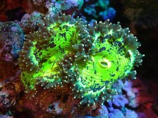 画像1: 【サンゴまとめ買い割り引き対象商品30周年セール】 【サンゴ】【通販】トランペットコーラル（メタリックグリーン/イエローチップ）Mサイズ（個体販売）（±10cm)No.13（生体）（サンゴ） (1)