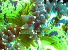 画像2: 【サンゴまとめ買い割り引き対象商品30周年セール】 【サンゴ】【通販】トランペットコーラル（メタリックグリーン/イエローチップ）Mサイズ（個体販売）（±10cm)No.13（生体）（サンゴ） (2)