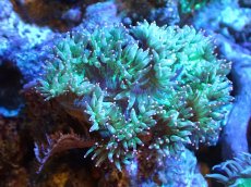 画像1: 【サンゴまとめ買い割り引き対象商品30周年セール】 【サンゴ】【通販】トランペットコーラル（メタリックグリーン/ピンクチップ）Mサイズ（個体販売）（±8cm)No.14（生体）（サンゴ） (1)