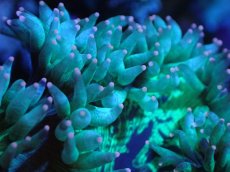 画像2: 【サンゴまとめ買い割り引き対象商品30周年セール】 【サンゴ】【通販】トランペットコーラル（メタリックグリーン/ピンクチップ）Mサイズ（個体販売）（±8cm)No.14（生体）（サンゴ） (2)