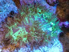 画像1: 【サンゴまとめ買い割り引き対象商品30周年セール】 【サンゴ】【通販】トランペットコーラル（メタリックグリーン/ピンクチップ）Mサイズ（個体販売）（±10cm)No.15（生体）（サンゴ） (1)