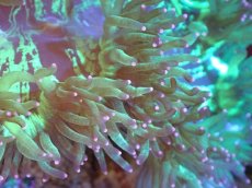 画像2: 【サンゴまとめ買い割り引き対象商品30周年セール】 【サンゴ】【通販】トランペットコーラル（メタリックグリーン/ピンクチップ）Mサイズ（個体販売）（±10cm)No.15（生体）（サンゴ） (2)