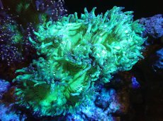 画像1: 【サンゴまとめ買い割り引き対象商品30周年セール】 【サンゴ】【通販】トランペットコーラル（メタリックグリーン/ブルーチップ）Lサイズ（個体販売）（±15cm)No.16（生体）（サンゴ） (1)