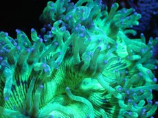 画像2: 【サンゴまとめ買い割り引き対象商品30周年セール】 【サンゴ】【通販】トランペットコーラル（メタリックグリーン/ブルーチップ）Lサイズ（個体販売）（±15cm)No.16（生体）（サンゴ） (2)