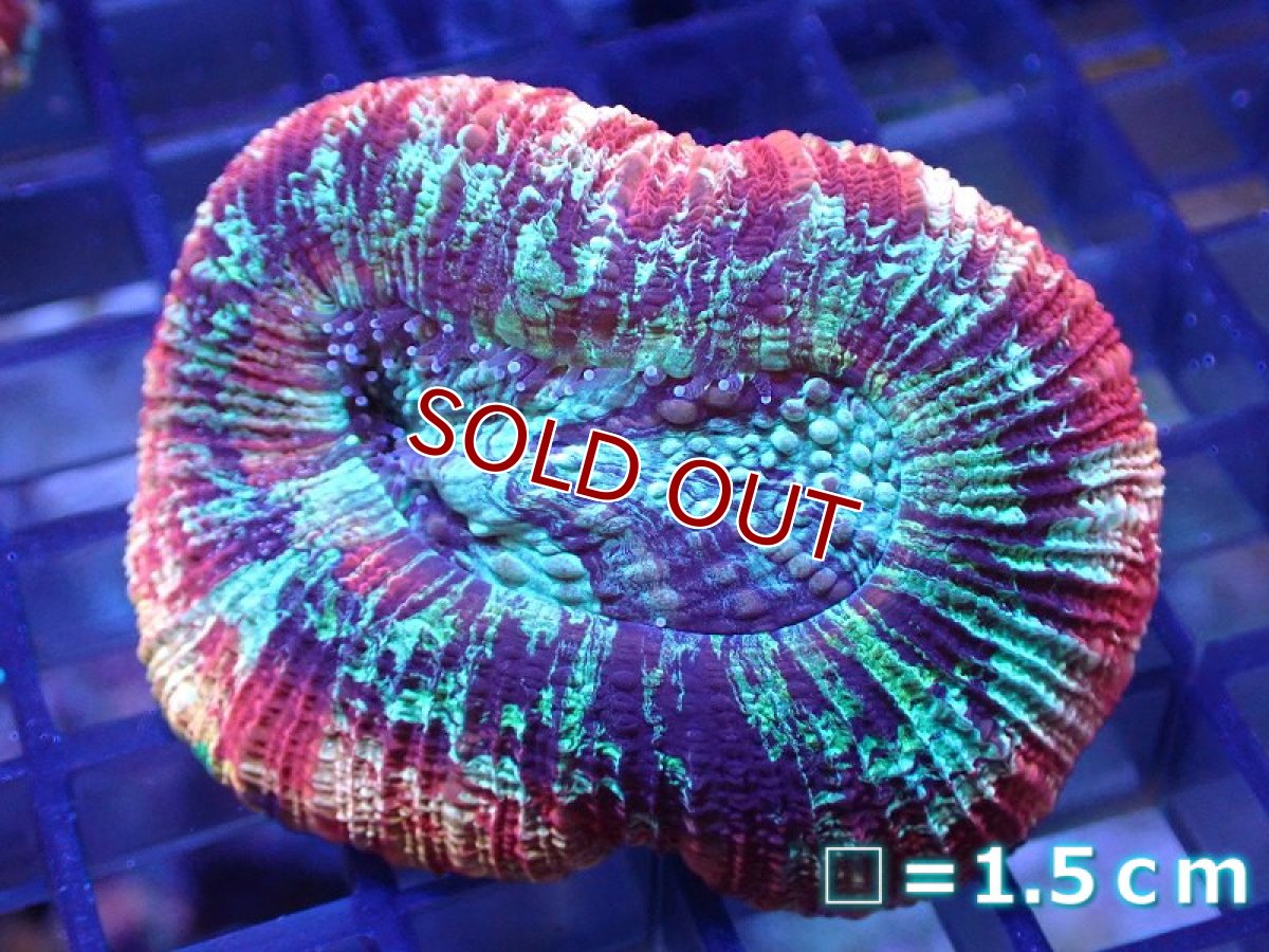 画像1: 【サンゴ】【通販】オオバナサンゴ（Multi Color)（個体販売）No.9（生体）（サンゴ） (1)