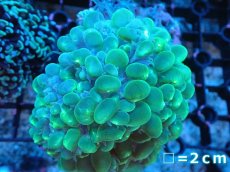 画像1: 【サンゴまとめ買い割り引き対象商品30周年セール】 【サンゴ】【通販】バブルコーラル（スーパーメタリックグリーン）MLサイズ（個体販売）（生体）（サンゴ） (1)