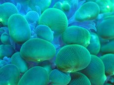 画像2: 【サンゴまとめ買い割り引き対象商品30周年セール】 【サンゴ】【通販】バブルコーラル（スーパーメタリックグリーン）MLサイズ（個体販売）（生体）（サンゴ） (2)