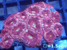 画像1: 【サンゴまとめ買い割り引き対象商品30周年セール】 【サンゴ】【通販】カクオオトゲキクメイシ（Multi Color)（個体販売）No.1（生体）（サンゴ） (1)