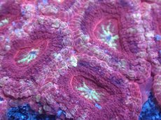 画像2: 【サンゴまとめ買い割り引き対象商品30周年セール】 【サンゴ】【通販】カクオオトゲキクメイシ（Multi Color)（個体販売）No.1（生体）（サンゴ） (2)