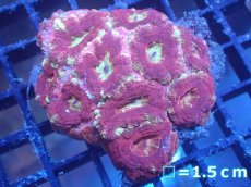 画像1: 【サンゴまとめ買い割り引き対象商品30周年セール】 【サンゴ】【通販】カクオオトゲキクメイシ（Multi Color)（個体販売）No.2（生体）（サンゴ） (1)