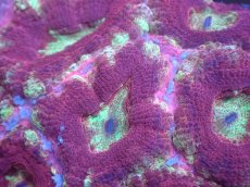 画像2: 【サンゴまとめ買い割り引き対象商品30周年セール】 【サンゴ】【通販】カクオオトゲキクメイシ（Multi Color)（個体販売）No.2（生体）（サンゴ） (2)