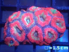 画像1: 【サンゴまとめ買い割り引き対象商品30周年セール】 【サンゴ】【通販】カクオオトゲキクメイシ（Multi Color)（個体販売）No.3（生体）（サンゴ） (1)