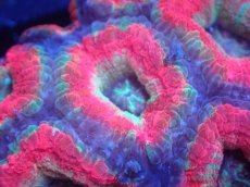 画像2: 【サンゴまとめ買い割り引き対象商品30周年セール】 【サンゴ】【通販】カクオオトゲキクメイシ（Multi Color)（個体販売）No.3（生体）（サンゴ） (2)