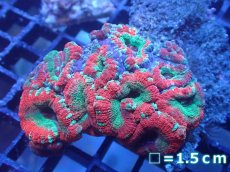 画像1: 【サンゴまとめ買い割り引き対象商品30周年セール】 【サンゴ】【通販】カクオオトゲキクメイシ（Multi Color)（個体販売）No.4（生体）（サンゴ） (1)