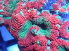 画像2: 【サンゴまとめ買い割り引き対象商品30周年セール】 【サンゴ】【通販】カクオオトゲキクメイシ（Multi Color)（個体販売）No.4（生体）（サンゴ） (2)