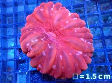 画像1: 【ボーナスセール対象個体　サンゴまとめ買い割り対象商品】 【サンゴ】【通販】コハナガタサンゴ(RED)（個体販売）No.1（生体）（サンゴ） (1)