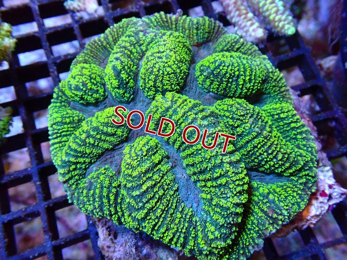 画像1: 【サンゴ】【通販】ハナガタサンゴ（Yellow/Green）（個体販売）（±10cm)（生体）（サンゴ） (1)