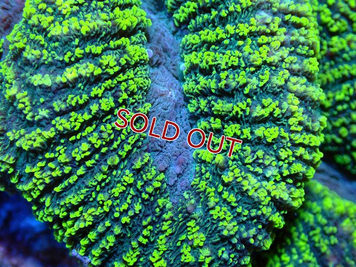 画像2: 【サンゴ】【通販】ハナガタサンゴ（Yellow/Green）（個体販売）（±10cm)（生体）（サンゴ） (2)