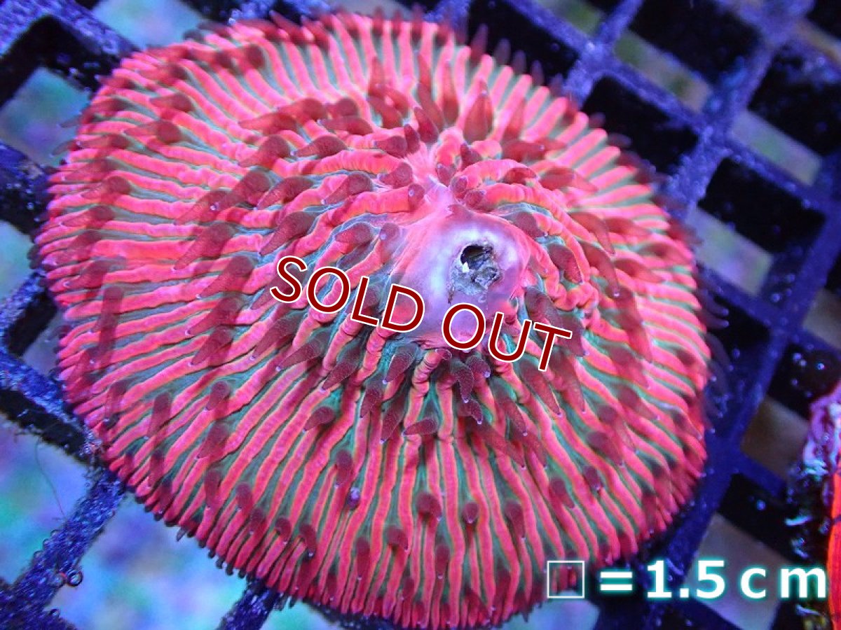 画像1: 【サンゴ】【通販】クサビライシsp. {Rainbow(Red/Green)}（個体販売）（±8cm)No.2（生体）（サンゴ） (1)
