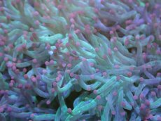 画像2: 【サンゴ】【通販】トランペットコーラル（Green/Pink Tip)XXLサイズ（個体販売）（±18-20cm)No.1（生体）（サンゴ） (2)