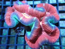 画像1: 【サンゴ】【通販】オオバナサンゴ（Multi Color)（個体販売）（±9-10cm)No.1（生体）（サンゴ） (1)