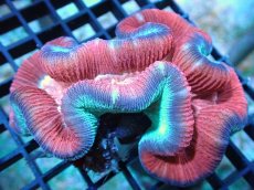 画像2: 【サンゴ】【通販】オオバナサンゴ（Multi Color)（個体販売）（±9-10cm)No.1（生体）（サンゴ） (2)