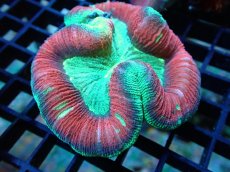 画像2: 【サンゴ】【通販】オオバナサンゴ（Multi Color)（個体販売）（±7-8cm)No.2（生体）（サンゴ） (2)