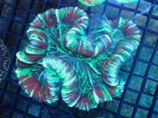 画像1: 【サンゴ】【通販】オオバナサンゴ（Multi Color)（個体販売）（±12-13cm)No.3（生体）（サンゴ） (1)
