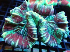 画像2: 【サンゴ】【通販】オオバナサンゴ（Multi Color)（個体販売）（±12-13cm)No.3（生体）（サンゴ） (2)