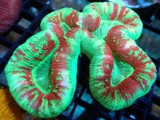 画像1: 【サンゴ】【通販】オオバナサンゴ（Multi Color)（個体販売）（±9-10cm)No.4（生体）（サンゴ） (1)