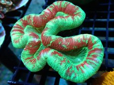 画像2: 【サンゴ】【通販】オオバナサンゴ（Multi Color)（個体販売）（±9-10cm)No.4（生体）（サンゴ） (2)