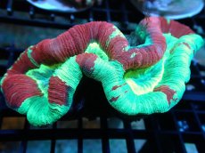 画像1: 【サンゴ】【通販】オオバナサンゴ（Multi Color)（個体販売）（±13-14cm)No.6（生体）（サンゴ） (1)
