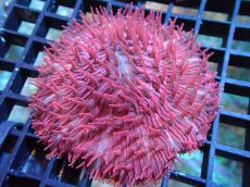 画像1: 【サンゴ】【通販】クサビライシsp. （RED)（個体販売）No.1（生体）（サンゴ） (1)