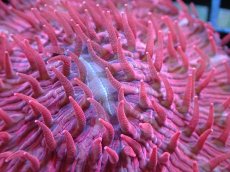 画像2: 【サンゴ】【通販】クサビライシsp. （RED)（個体販売）No.1（生体）（サンゴ） (2)
