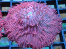 画像1: 【サンゴ】【通販】クサビライシsp. （RED)（個体販売）No.2（生体）（サンゴ） (1)