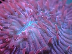 画像2: 【サンゴ】【通販】クサビライシsp. （RED)（個体販売）No.2（生体）（サンゴ） (2)