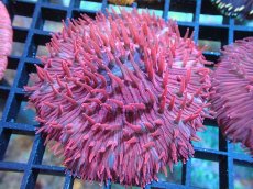 画像1: 【サンゴ】【通販】クサビライシsp. （RED)（個体販売）No.3（生体）（サンゴ） (1)