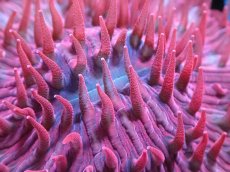 画像2: 【サンゴ】【通販】クサビライシsp. （RED)（個体販売）No.3（生体）（サンゴ） (2)