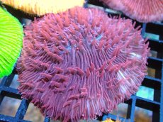 画像1: 【サンゴ】【通販】クサビライシsp. （RED)（個体販売）No.4（生体）（サンゴ） (1)