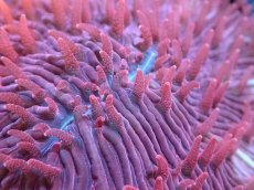画像2: 【サンゴ】【通販】クサビライシsp. （RED)（個体販売）No.4（生体）（サンゴ） (2)