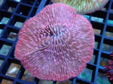 画像1: 【サンゴ】【通販】クサビライシsp. （RED)（個体販売）No.5（生体）（サンゴ） (1)