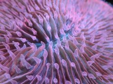 画像2: 【サンゴ】【通販】クサビライシsp. （RED)（個体販売）No.5（生体）（サンゴ） (2)