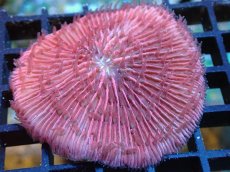 画像1: 【サンゴ】【通販】クサビライシsp. （RED)（個体販売）No.6（生体）（サンゴ） (1)